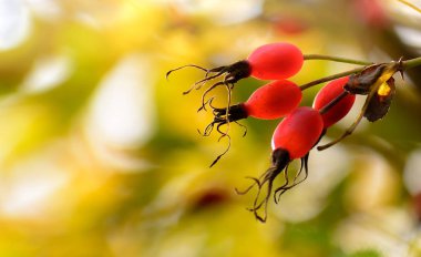 Sonbahar renkleri arka plan. Bir köpek Rose Rose HIPS