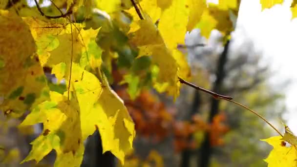 Sol brillando a través de hojas de otoño soplando en el viento . — Vídeos de Stock