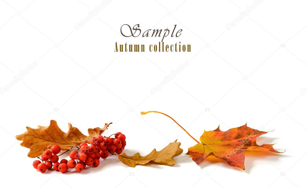 Autumn leaves with rowan bunch isolated on white background.