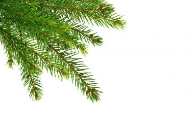 Beyaz izole köknar ağacı dalı