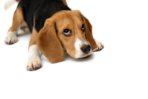 Beagle cane cucciolo isolato su uno sfondo bianco — Foto Stock