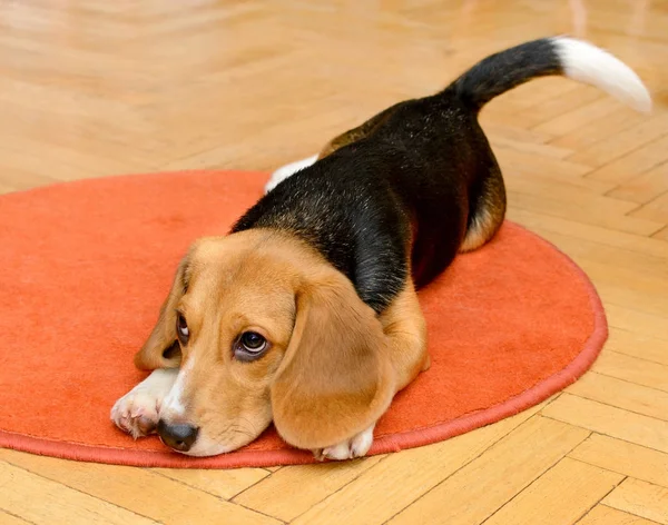 Pies rasy Beagle, leżącego w domu — Zdjęcie stockowe