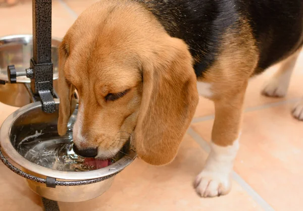 Dog drinking water from a metal bowl at home — Stock Photo, Image