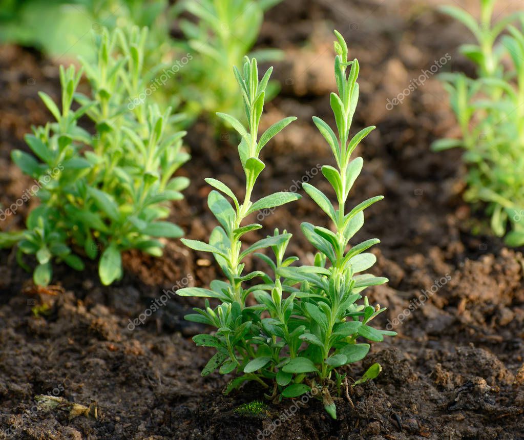 lavender seedlings lavender seedlings