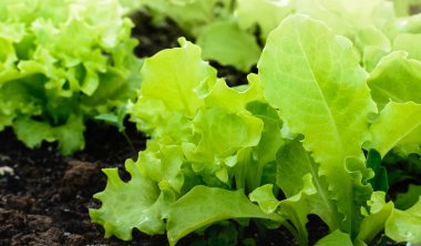 Sebze bahçe büyüyen marul