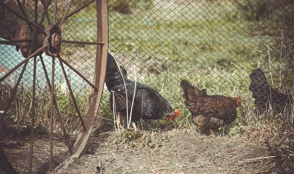 Kippen in de tuin van het oude land — Stockfoto