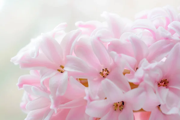 Beautiful spring pink hyacinth flower macro — Stock Photo, Image