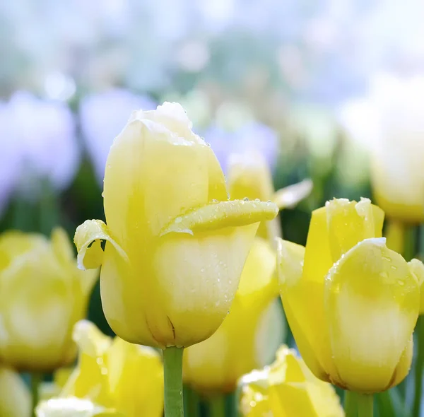 Žluté tulipány s dešťové kapky na plátky — Stock fotografie