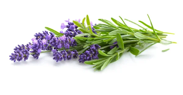 Mazzo di fiori di lavanda — Foto Stock