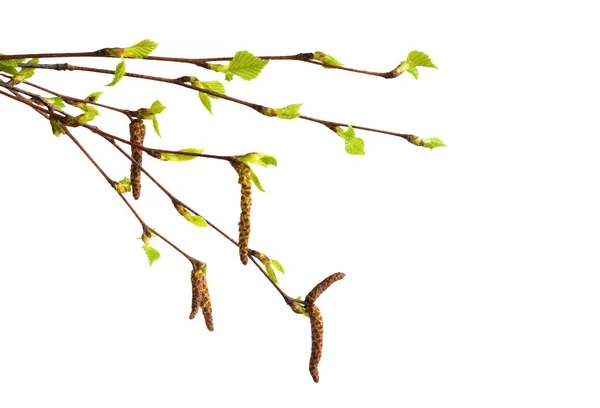 Birch branch with catkins and fresh green leaves isolated on white — Stock Image Birch branch with catkins and fresh green leaves isolated on white Stock Image