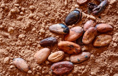 Kakao çekirdeği tozu üzerinde