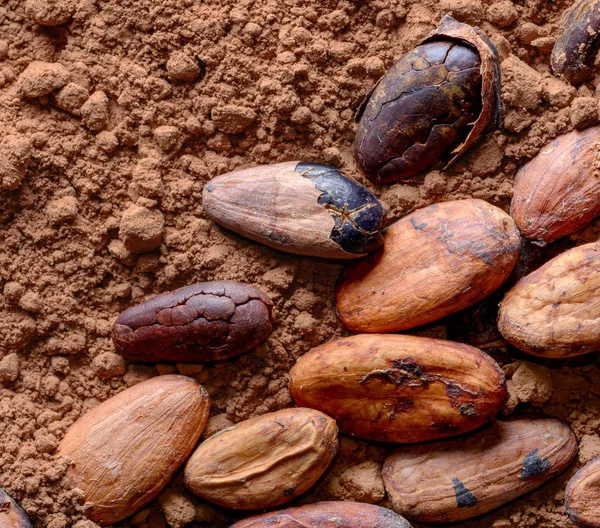 Kakaobohnen auf Pulver — Stockfoto