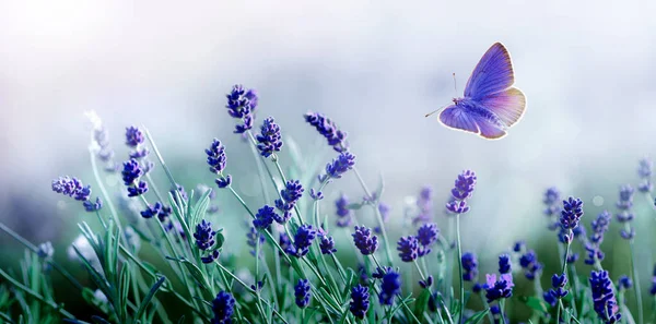 Kvetoucí levandule a létající motýl v přírodě. — Stock fotografie