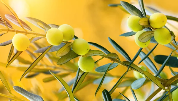 Органические маслины растут на оливковом дереве на закате . — стоковое фото