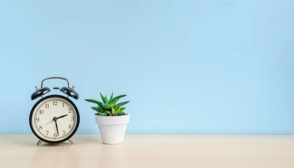 Relógio de alarme e planta em casa na mesa em um fundo de parede azul. Espaço de cópia — Fotografia de Stock