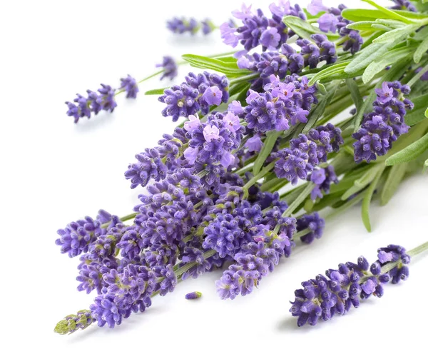 Fiori di lavanda su un bianco — Foto Stock