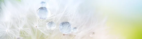 Dandelion seed with dew drops. Beautiful soft spring background. Copy space. Soft focus abstract background. — Stock fotografie