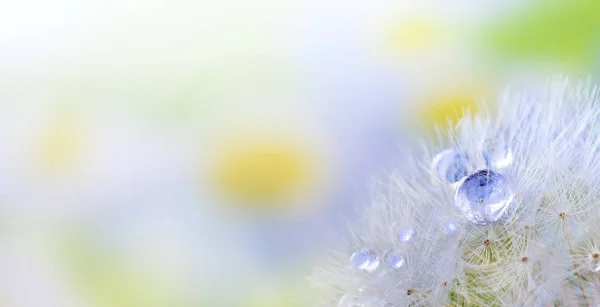 Semilla de diente de león con gotitas de rocío. Hermoso fondo de primavera suave. Fondo abstracto de enfoque suave con espacio de copia . —  Fotos de Stock