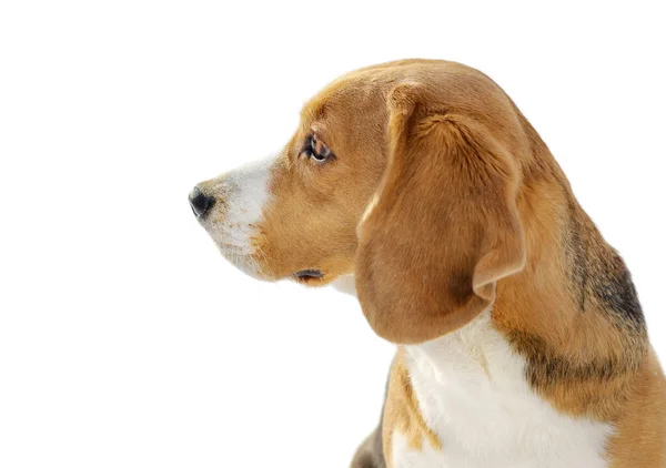 Retrato de cão isolado no fundo branco — Fotografia de Stock