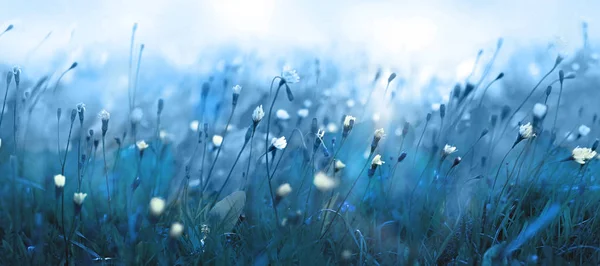Misteriosa mañana brumosa azul suave en el prado —  Fotos de Stock