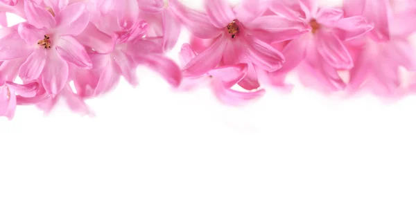 Beyaz arka planda güzel pembe sümbül çiçekleri. Yakın çekim, seçici yumuşak odak. — Stok fotoğraf