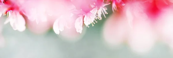 Jarní abstraktní pozadí kvetoucích růžových mandlových květů. Jemné soustředění, povrchní DOF. Široký jarní webový transparent. — Stock fotografie
