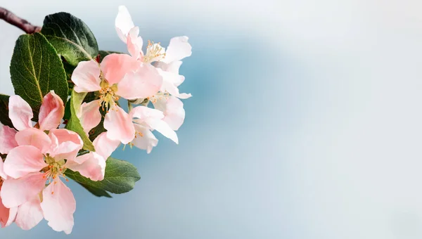 Bloeiende roze appelboom takken in de lente. Kopieerruimte — Stockfoto