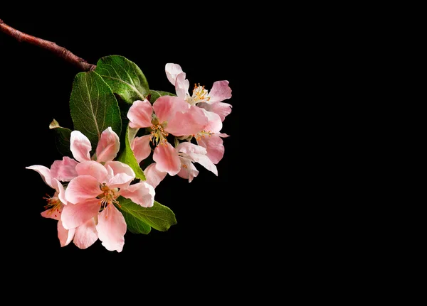 Kwitnąca różowa gałąź jabłoni na czarnym tle. Przestrzeń kopiowania — Zdjęcie stockowe