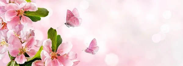 Весной Розовое Яблоко Цветет Летающей Бабочкой Розовом Размытом Фоне Копирование — стоковое фото