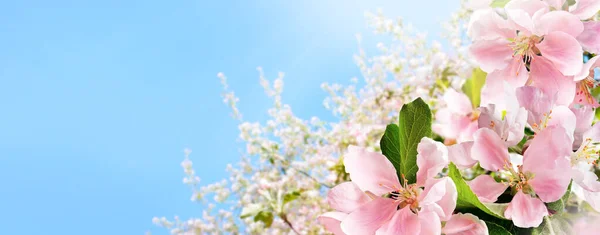 햇빛에 밝은 푸른 하늘 배경을 이루며 꽃피는 분홍 사과의 가지들. 복사 공간 이 있는 봄의 자연 깃발. — 스톡 사진