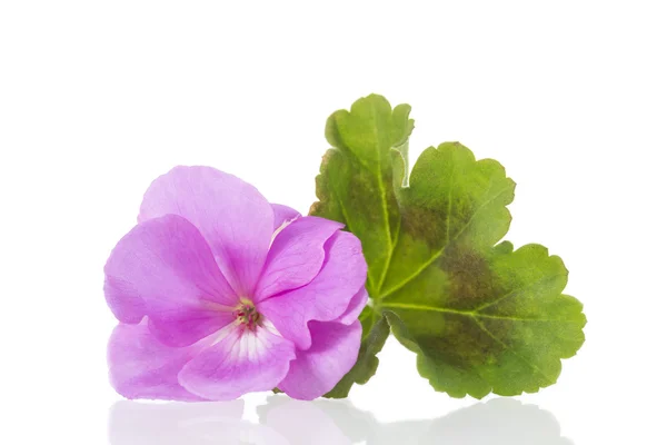 Kwiatów Pelargonia geranium — Zdjęcie stockowe