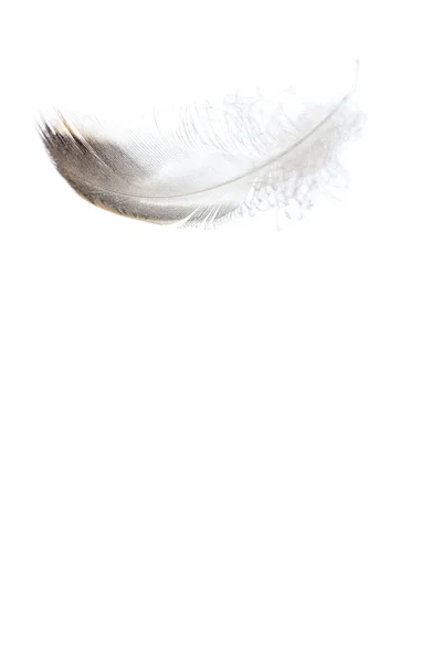 Одинокое перо в небе, символ мягкости — стоковое фото