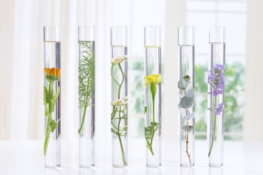 herbal medicine researchPants in test tubes