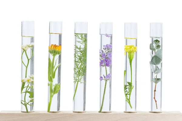 Herbal medicine researchPants in test tubes — Stock Photo, Image