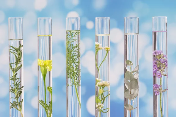 Herbal medicine researchPants in test tubes — Stock fotografie