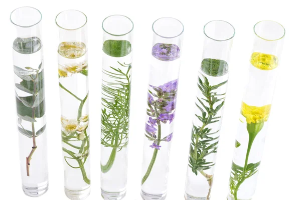 Herbal medicine researchPants in test tubes — ストック写真
