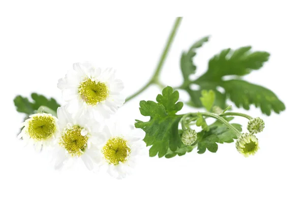 Chamomile Matricaria chamomilla — Stock Photo, Image