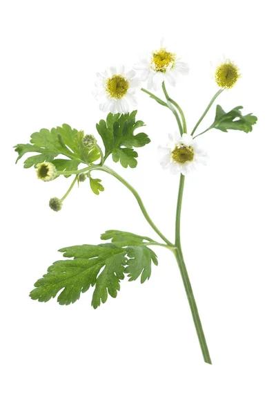 Chamomile Matricaria chamomilla — Stock Photo, Image