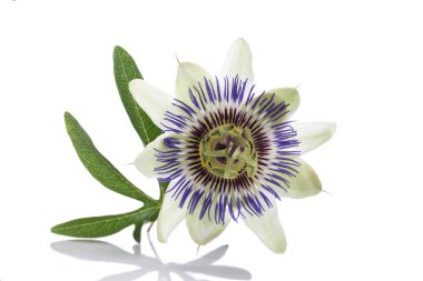 beyaz mavi tutku çiçek Passiflora caerulea