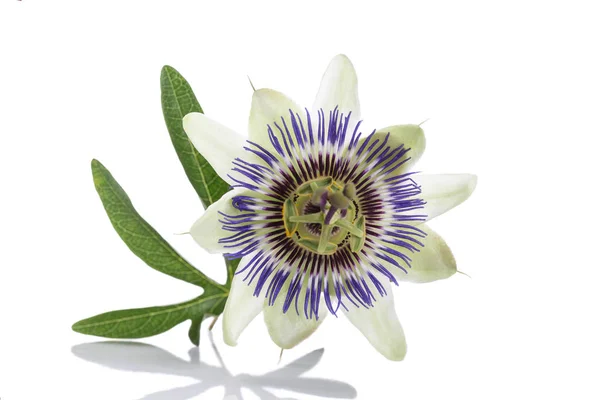 Белый голубой цветок страсти Passiflora caerulea — стоковое фото