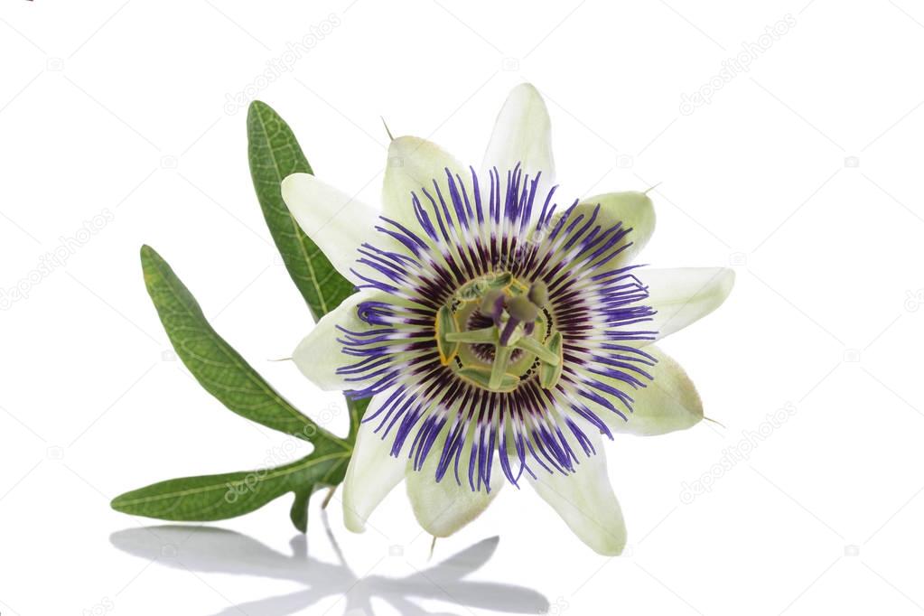 White Blue Passion Flower Passiflora Caerulea Stock Photo Image By C Jpcprod White Blue Passion Flower Passiflora Caerulea Stock Photo Image By C Jpcprod