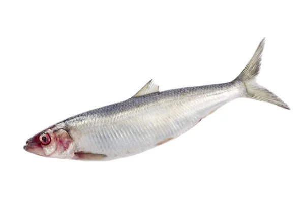 Ringa balığı beyaz arkaplanda izole edildi — Stok fotoğraf