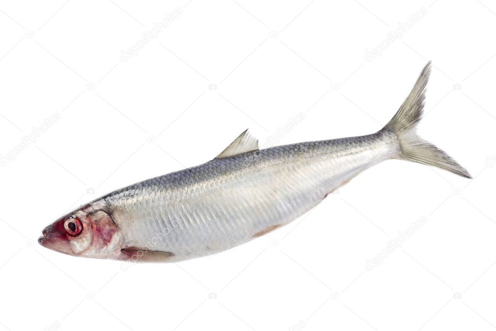 herring isolated on white background
