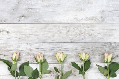 Sevgiliye gül çiçek 