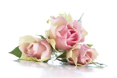 Ağaç Pembe çiçek gül