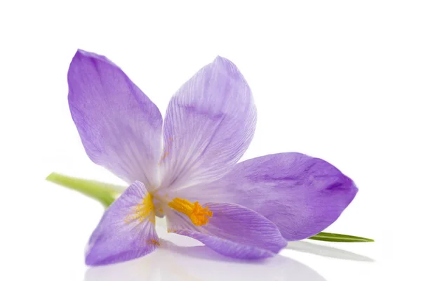 Krokus blommor isolerad på vit bakgrund — Stockfoto