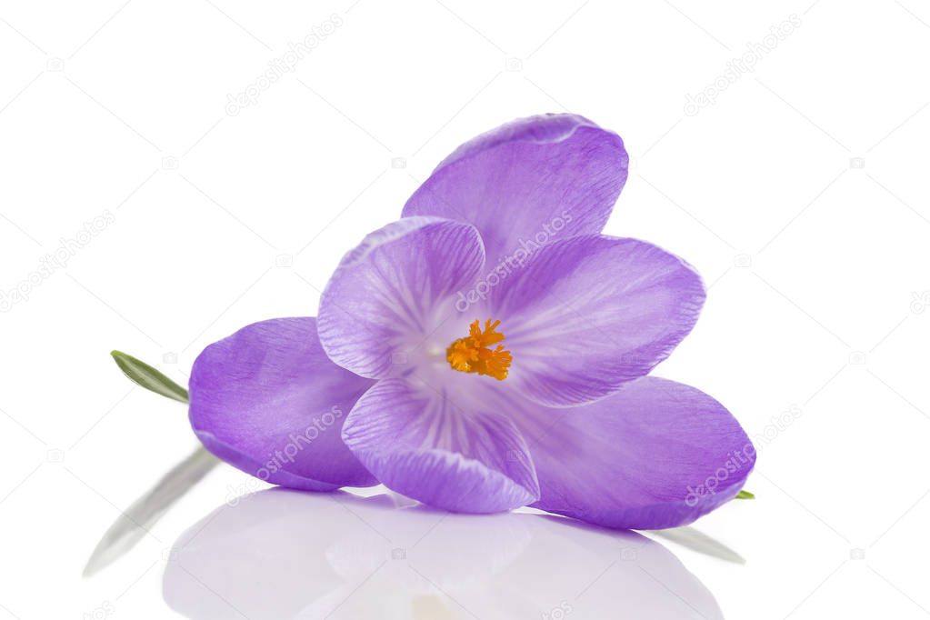 crocus flowers isolated on white background