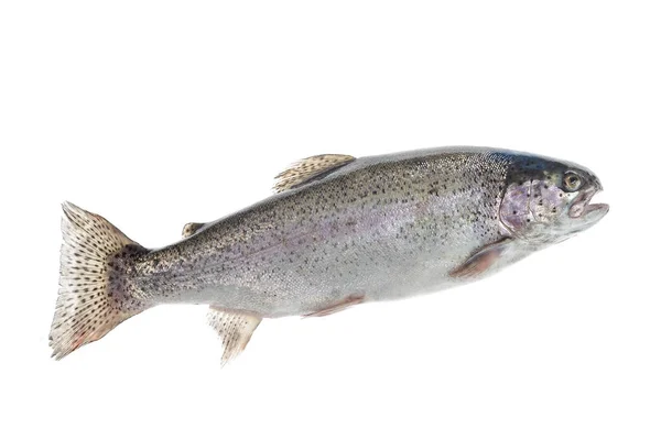 Fresco, pesca de truchas, trucha de río, arco iris blanco — Foto de Stock