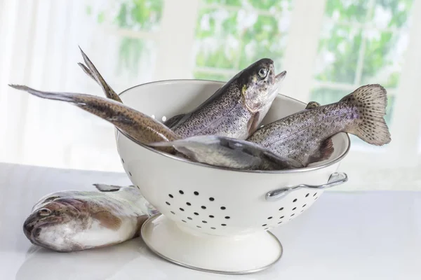 Trota appena pescata in un colabrodo bianco con uno all'esterno su bianco — Foto Stock