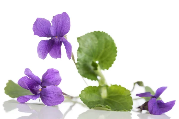 Paarse bloem, detail. Wetenschappelijke naam: Maarts viooltje. Ik — Stockfoto